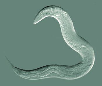 C Elegans<br>Most photographed organism of all time?