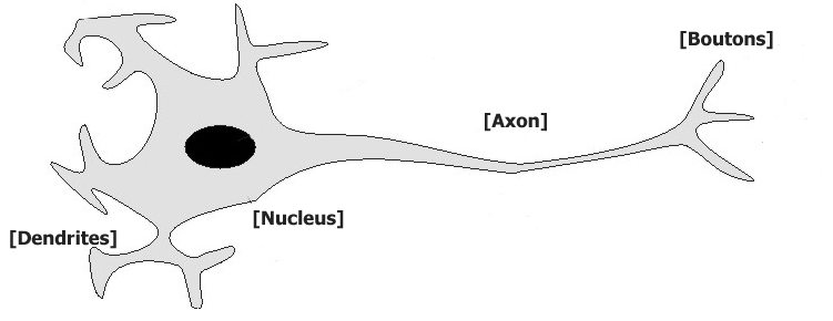 Typical animal neuron